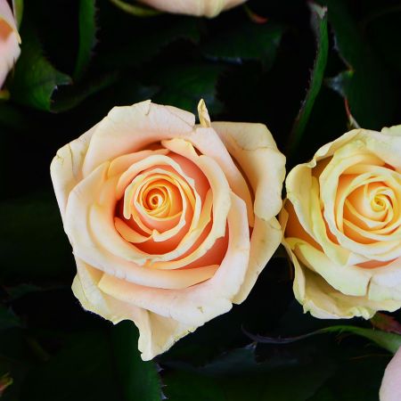 Шикарний букет роз 101 кремова троянда