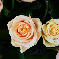 Шикарный букет роз 101 кремовая роза Лугано