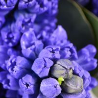 Bouquet with hyacinths Mubarek
