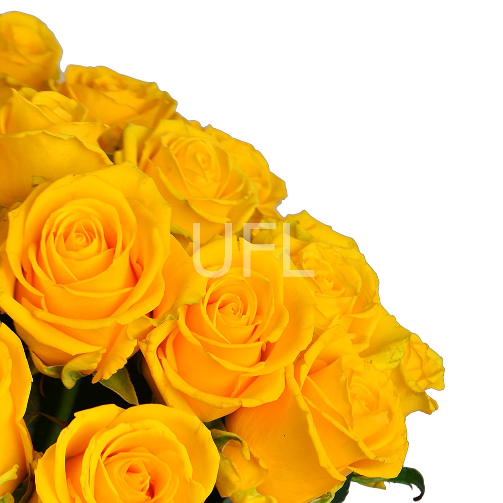 101 жовта троянда 101 жовта троянда
