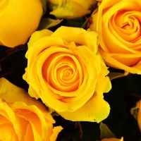 51 yellow rose Kharkov
