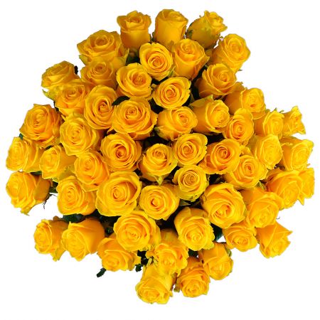 51 жовта троянда 51 жовта троянда
