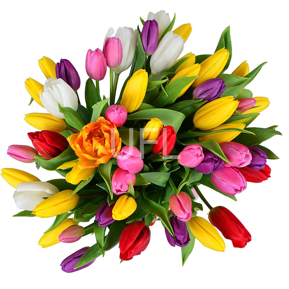  Bouquet 51 tulip
													