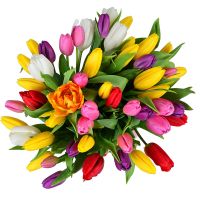  Bouquet 51 tulip mirniy
														