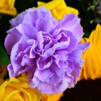 Букет квітів Дачний Белу-Орізонті