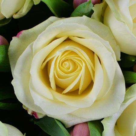 Белые розы и тюльпаны Белые розы и тюльпаны