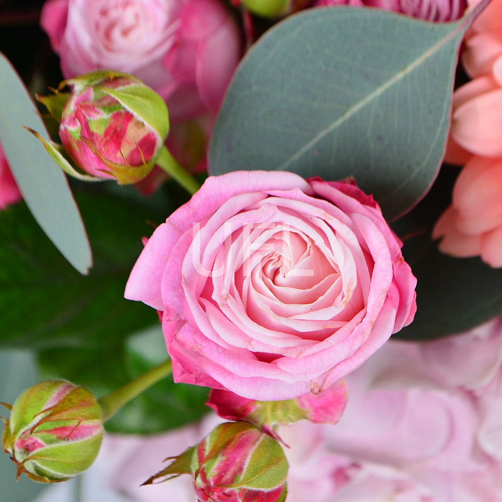  Bouquet Pink harmony
													