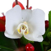  Букет Красно-белая экзотика Бенгалор
                            