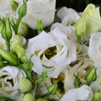  Bouquet 101 eustoma Oklend
														