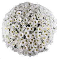 Big bouquet of chrysanthemums Dnipro