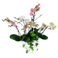  Букет Корзина орхідей Сен-П'єр-Кіброн
														