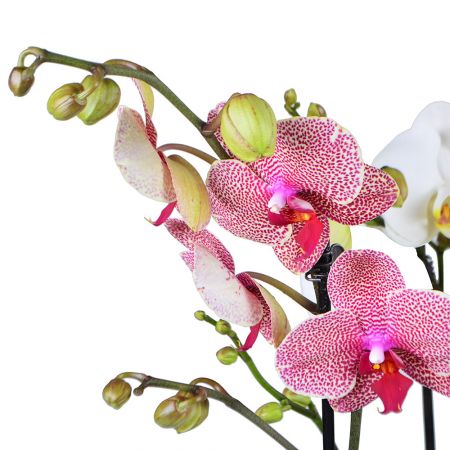 Корзина орхидей