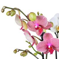  Букет Корзина орхидей Бозэл
                            