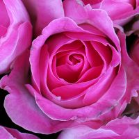 Букет 101 розовая роза Бибесхайм