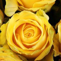 111 yellow roses Sandusky