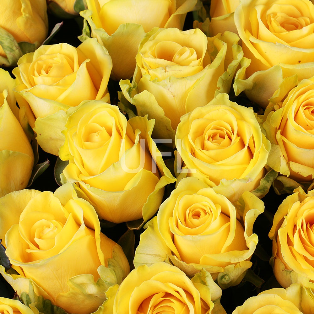 111 жовтих троянд 111 жовтих троянд