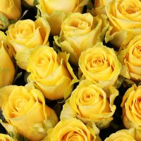 111 yellow roses Sardinia