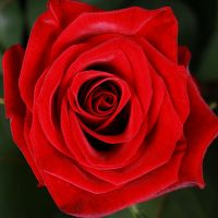 Траурний кошик з троянд Мідлетон