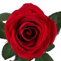 5 Red roses (90 cm) Zetland