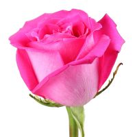 Розовые премиум розы поштучно Дэнпасар