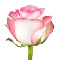 Premium white-pink roses by the piece Kiev - Goloseevskiy district