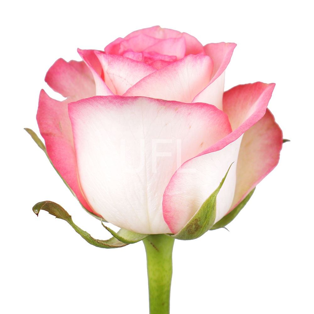 Premium white-pink roses by the piece Premium white-pink roses by the piece
