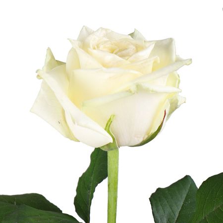 Білі преміум троянди поштучно Білі преміум троянди поштучно