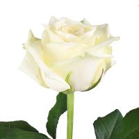 Білі преміум троянди поштучно Маскат
