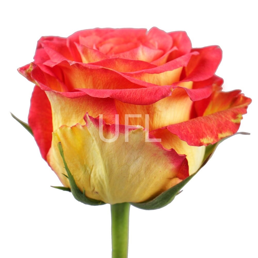 Червоно-жовті преміум троянди поштучно Червоно-жовті преміум троянди поштучно
