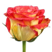 Красно-желтые премиум розы поштучно Вилльямсвилл