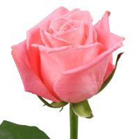 Розы розовые поштучно Штайр