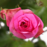 Кущова троянда преміум поштучно Бургас