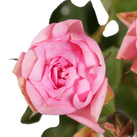 Рожева преміум кущова троянда поштучно Рожева преміум кущова троянда поштучно