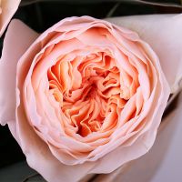 7 кремових троянд Девіда Остіна Апелдорн