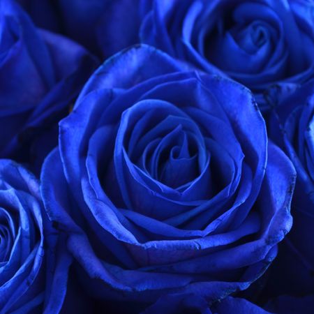 101 синяя роза 101 синяя роза