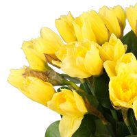 Bouquet of daffodils (35 pcs.) Bobruisk