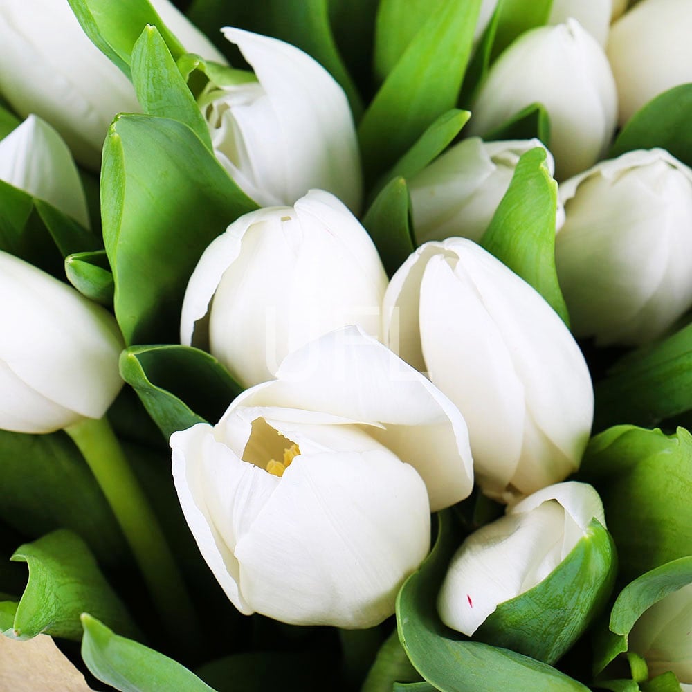 Белые тюльпаны (151 шт) Белые тюльпаны (151 шт)