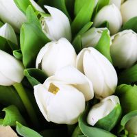 Белые тюльпаны (151 шт) Смиттаун
