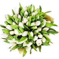 Білі тюльпани (51 шт) Мадрас