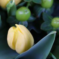 Yellow tulips 51 Sumy