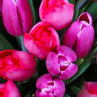 Bouquet of tulips (101 pcs.) New York