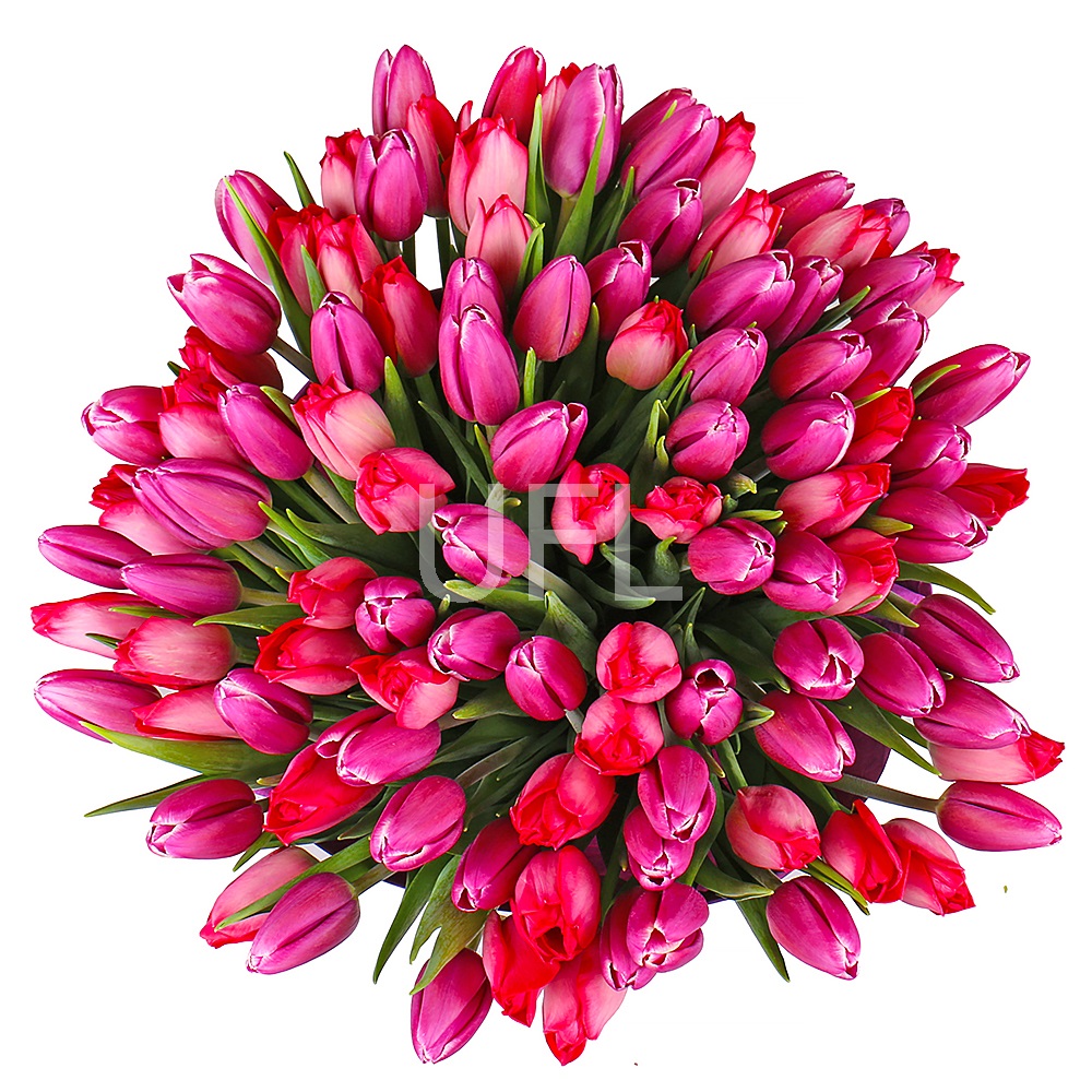 Bouquet of tulips (101 pcs.) Bouquet of tulips (101 pcs.)