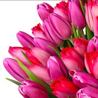 Bouquet of tulips (101 pcs.) Orhei