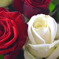 White and red roses Saint Eustache
