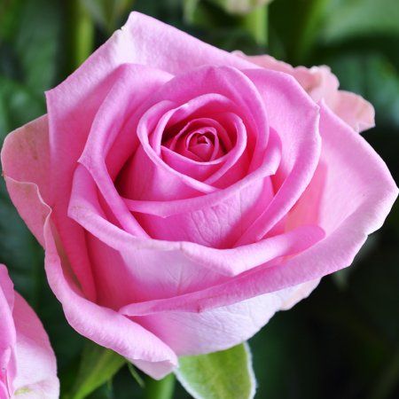 25 розовых роз Малиновый 25 розовых роз Малиновый