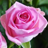 25 рожевих троянд Малиновий Проспер