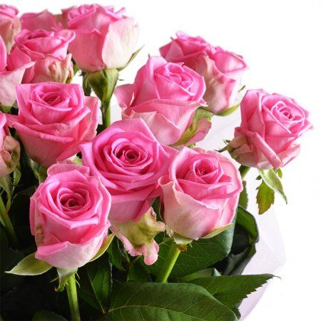 25 розовых роз Малиновый 25 розовых роз Малиновый