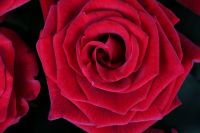 Букет квітів 101 троянда Вахау