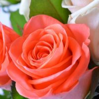 Букет солнечных роз  Рубежное