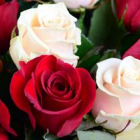 Червоно-кремові троянди (51 шт.) Салчія